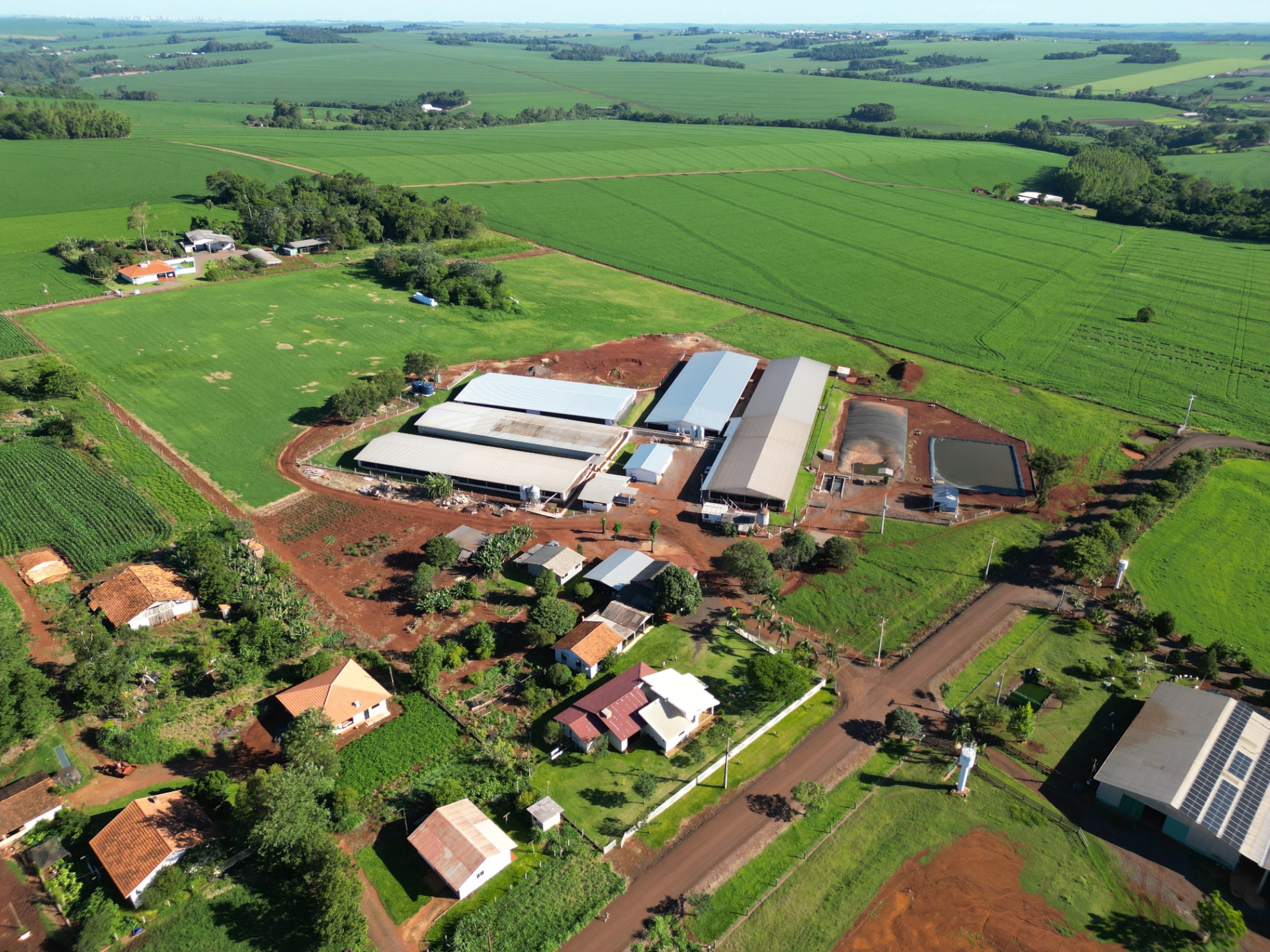 Interior de granja de suínos moderna com sistema automatizado